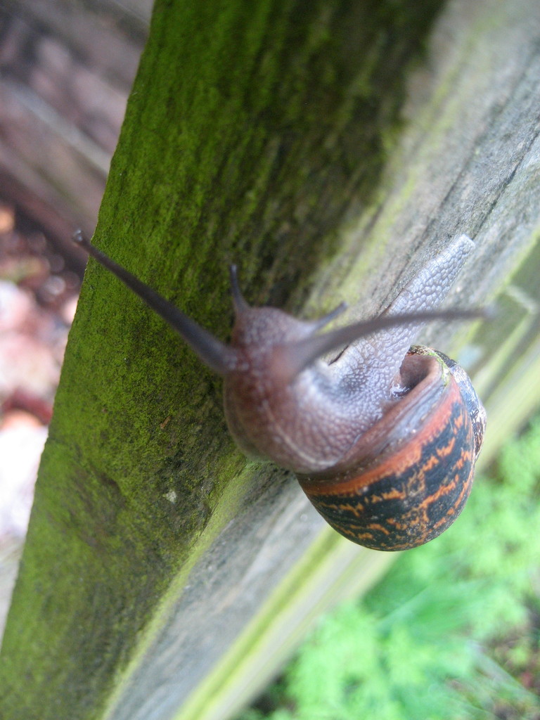 Snail by steveandkerry