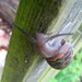 Snail by steveandkerry