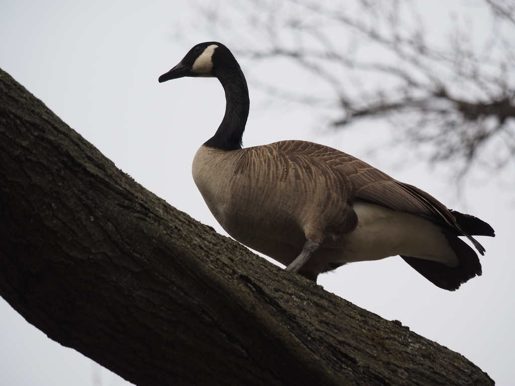 Tree Walking Goose by selkie