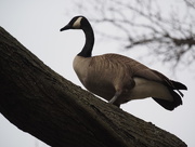 5th May 2015 - Tree Walking Goose