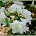 White Azalea by essiesue