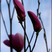 Magnolia by pyrrhula