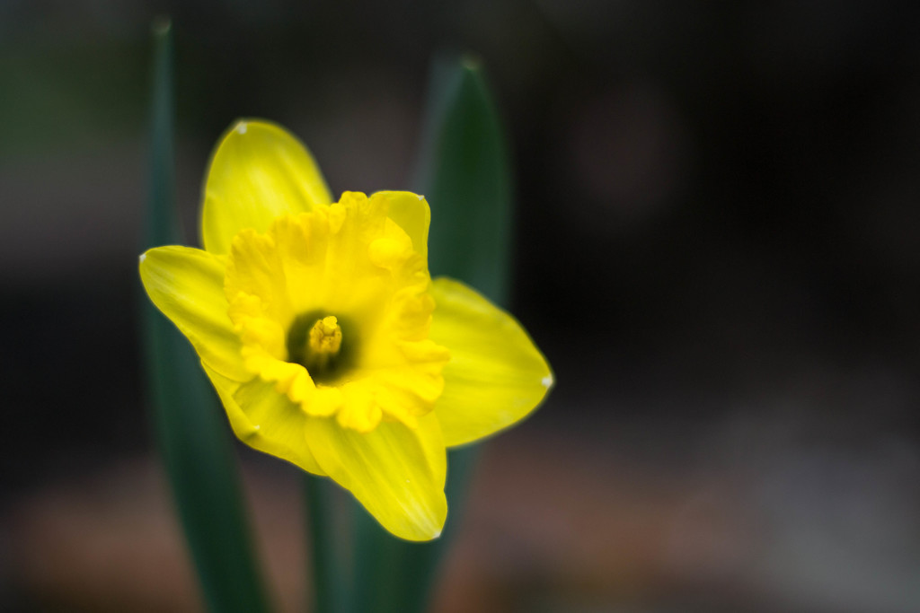 Single floating daffodil by meemakelley