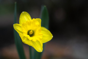 27th Apr 2015 - Single floating daffodil