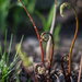 Fiddlehead fern by meemakelley