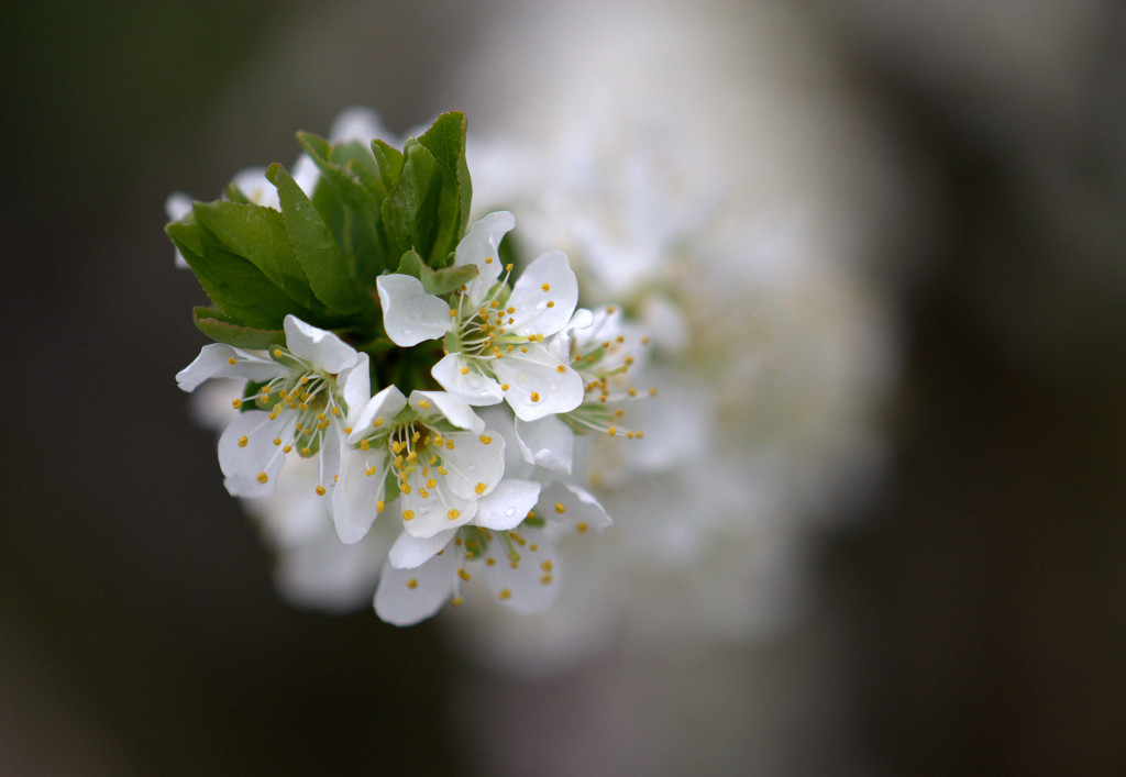 Blossom time by jayberg