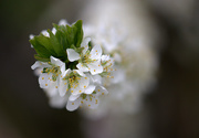 3rd May 2015 - Blossom time