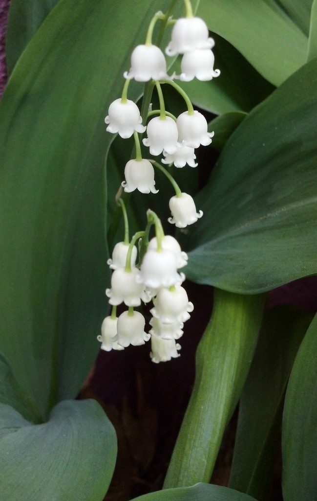 Lily of the Valley by jo38