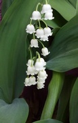 3rd May 2015 - Lily of the Valley