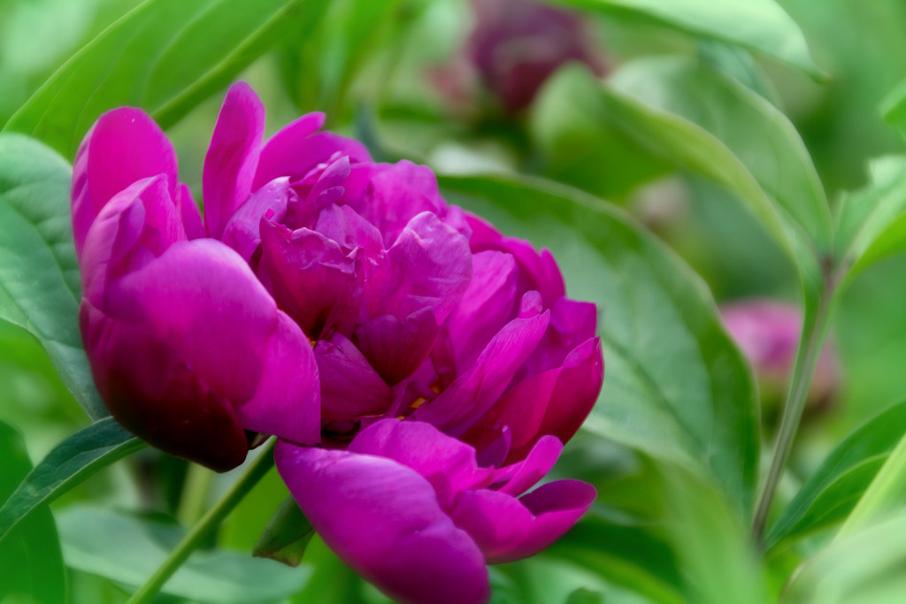 First Peony by ckwiseman