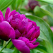 First Peony by ckwiseman