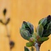 Lilac bud by dmdfday