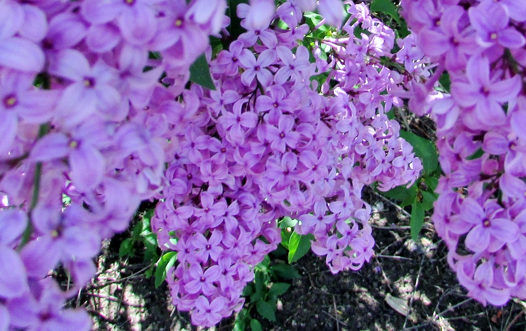 Lilacs  by dmdfday