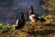 5th May 2015 - Two Ducks In Oil