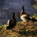 Two Ducks In Oil by digitalrn