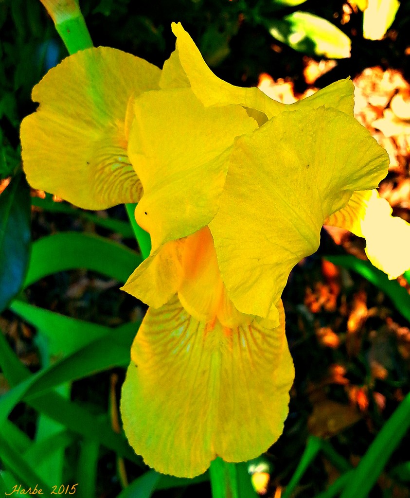 Yellow Bearded Iris by harbie