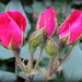 Rosebuds! by homeschoolmom