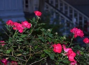 6th May 2015 - Roses, historic district, Charleston, SC