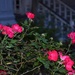 Roses, historic district, Charleston, SC by congaree