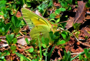 5th May 2015 - Yellow Butterfly