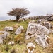 Unedited Tree in the Derbyshire Peak District by shepherdmanswife