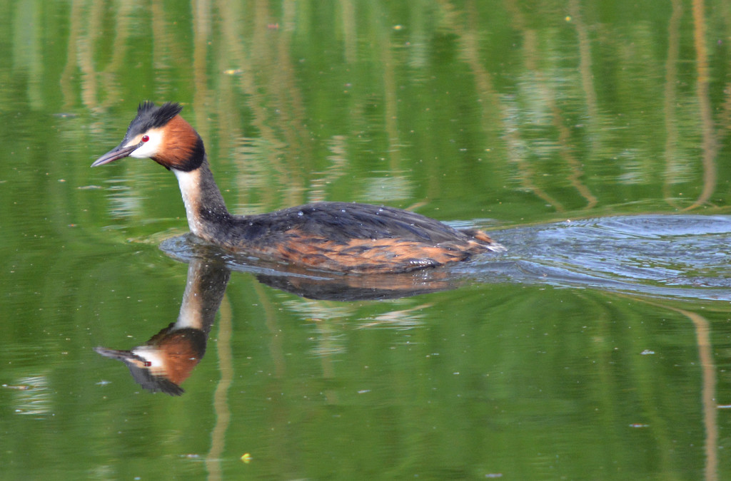 Great crested grebe by iiwi