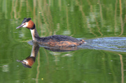 6th May 2015 - Great crested grebe