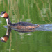 Great crested grebe by iiwi