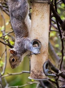 6th May 2015 - Opportunistic squirrel 