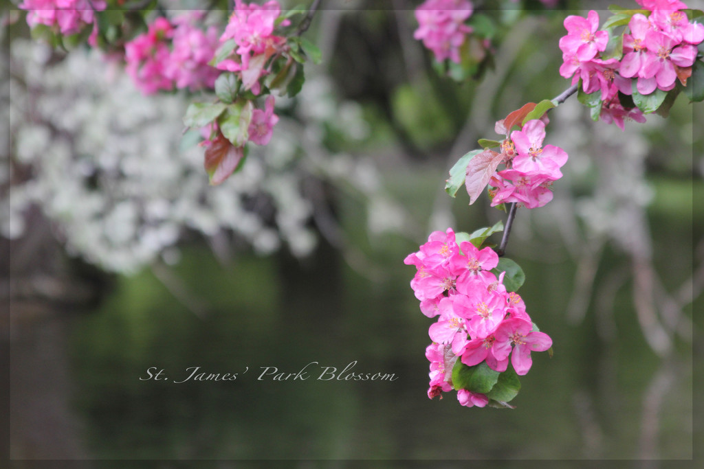 St James' Park Blossom by jamibann