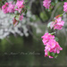 St James' Park Blossom by jamibann