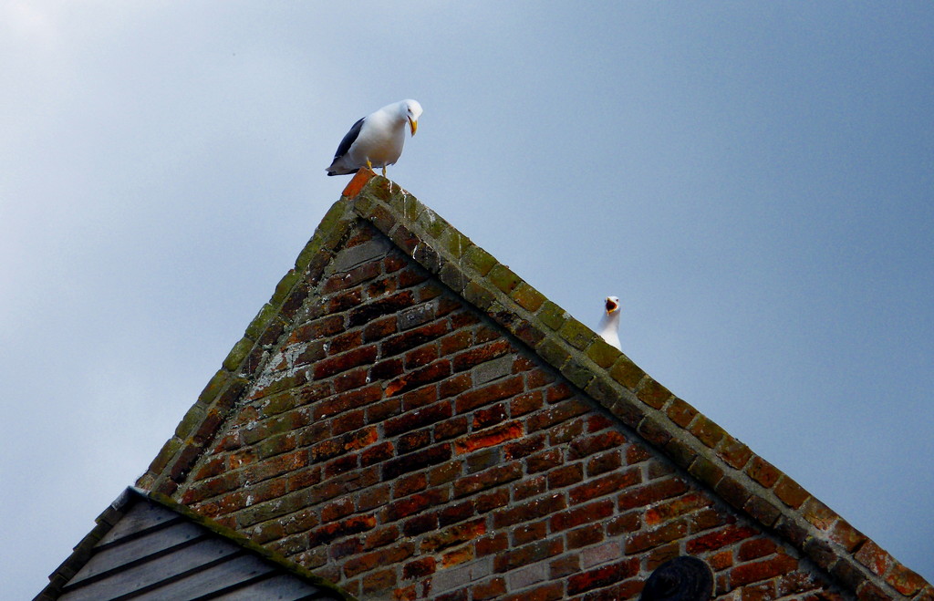 Birds on a roof by jeff