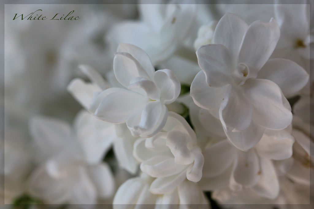 White Lilac by jamibann