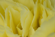 6th May 2015 - Yellow carnation