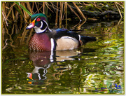 6th May 2015 - Wood Duck