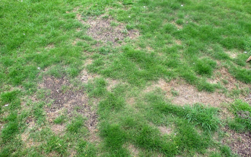 Grass - bare patches by g3xbm