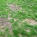 Grass - bare patches by g3xbm