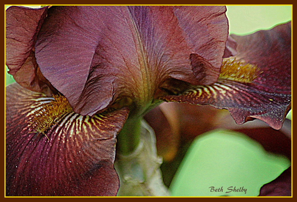 Close-up of Bearded Iris by vernabeth