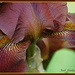 Close-up of Bearded Iris by vernabeth