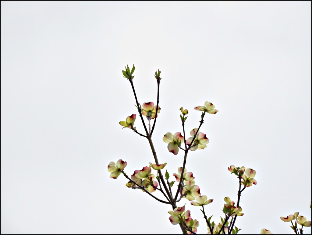 Dogwood Blossoms by olivetreeann