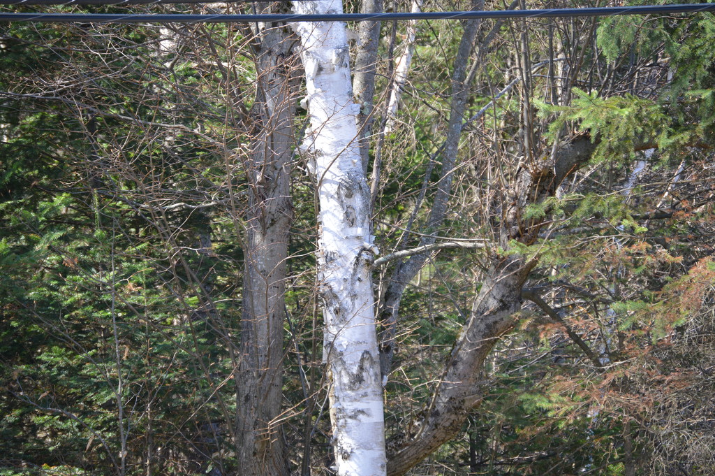 Jesus in the Birches by lifepause