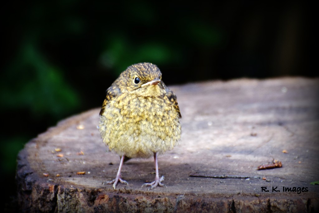 Baby Robin came to see me by rosiekind