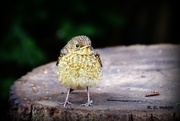 6th May 2015 - Baby Robin came to see me