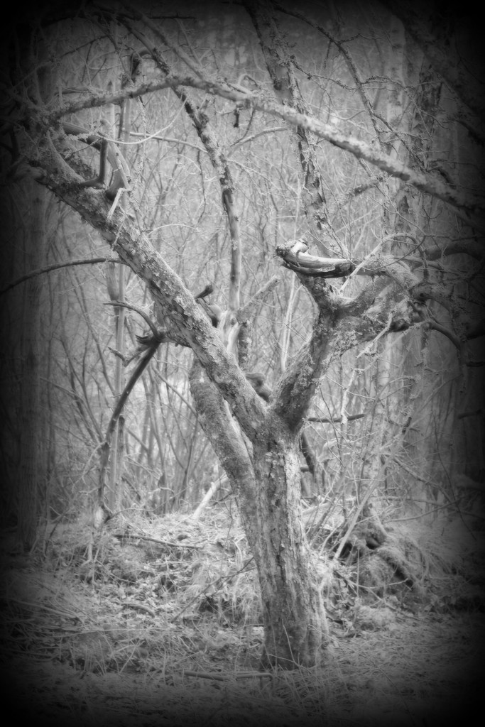 Blair Witch's Tree by susale