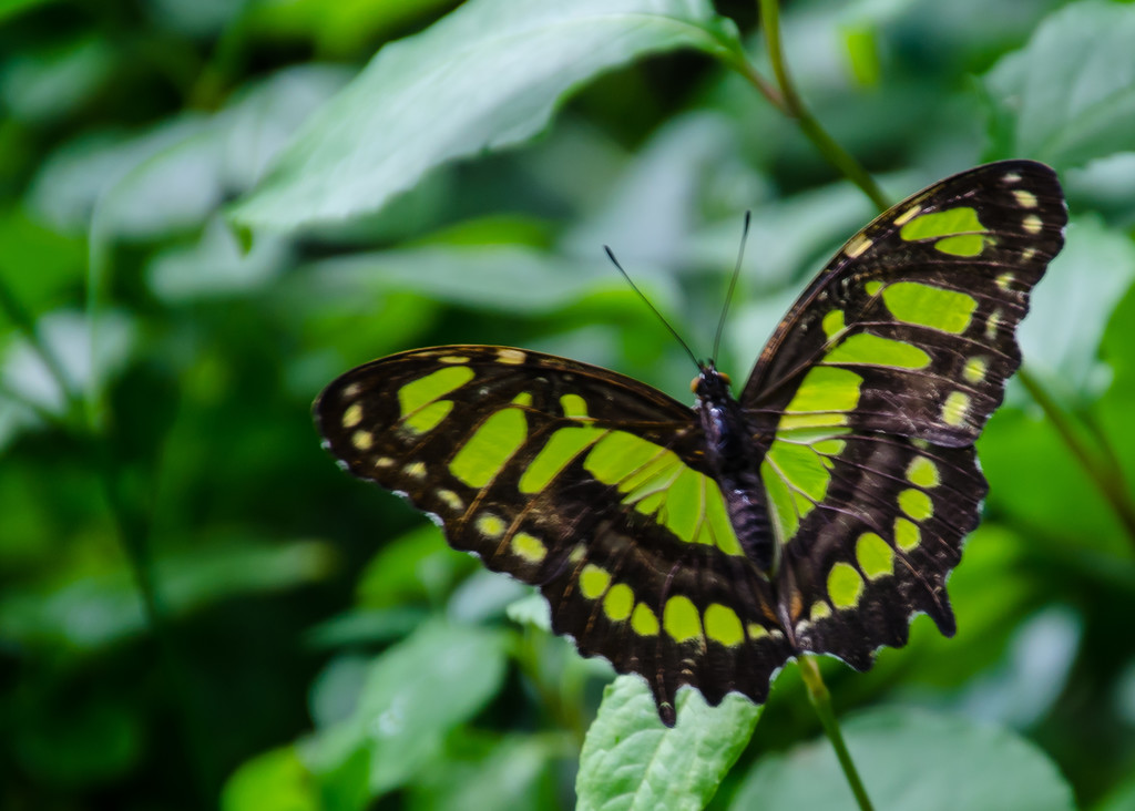 Green Butterfly by salza