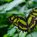 Green Butterfly by salza