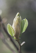 6th May 2015 - Yellow Magnolia Bud