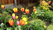 6th May 2015 - Colourful tulips
