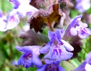 6th May 2015 - Ground Ivy