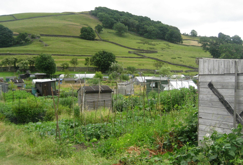Beautiful allotments by steveandkerry